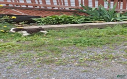 English Springer Spaniel dogs for sale: Buster - Image 3