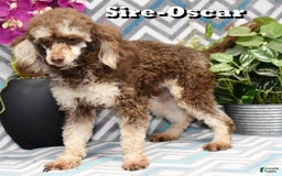 Miniature Poodle dogs for sale: Austin - Image 16