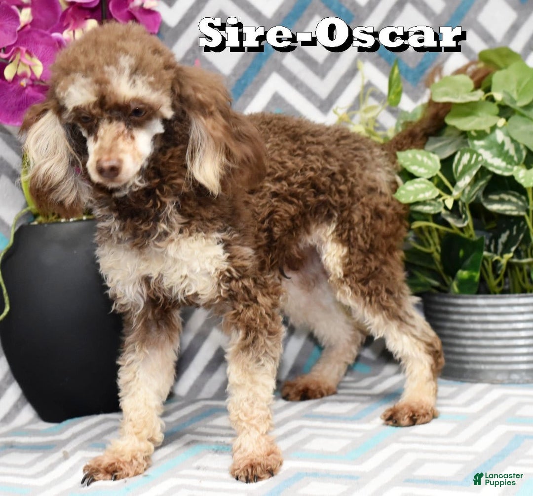 Miniature Poodle dogs for sale: Austin - Image 16