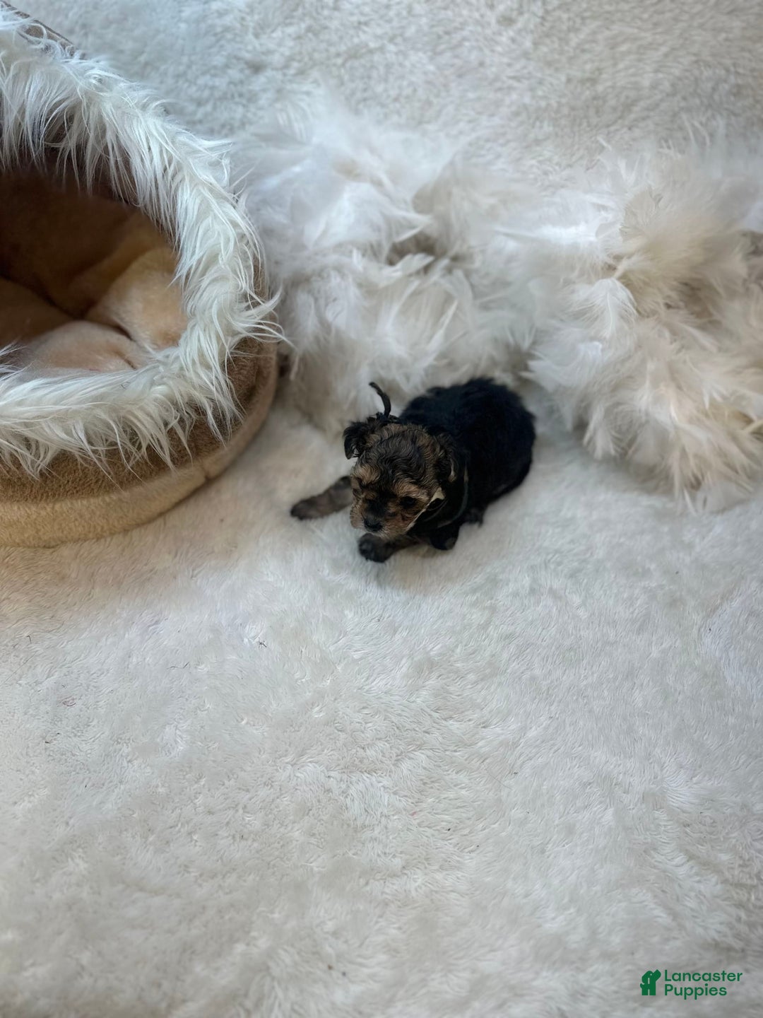 Morkie dogs for sale: Tiny Tim - Image 4