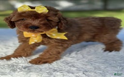 Goldendoodle dogs for sale: Mila - Image 2