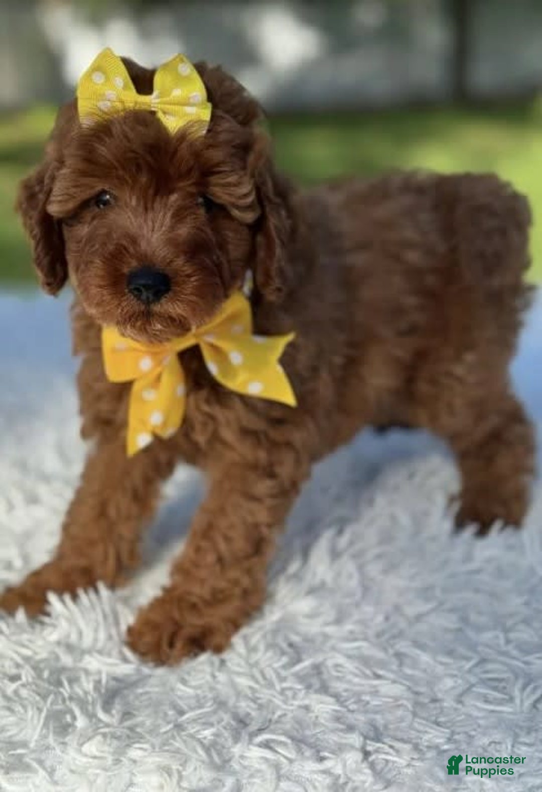 Goldendoodle dogs for sale: Mila - Image 2