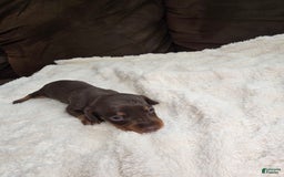 Dachshund dogs for sale: Daisy - Image 5