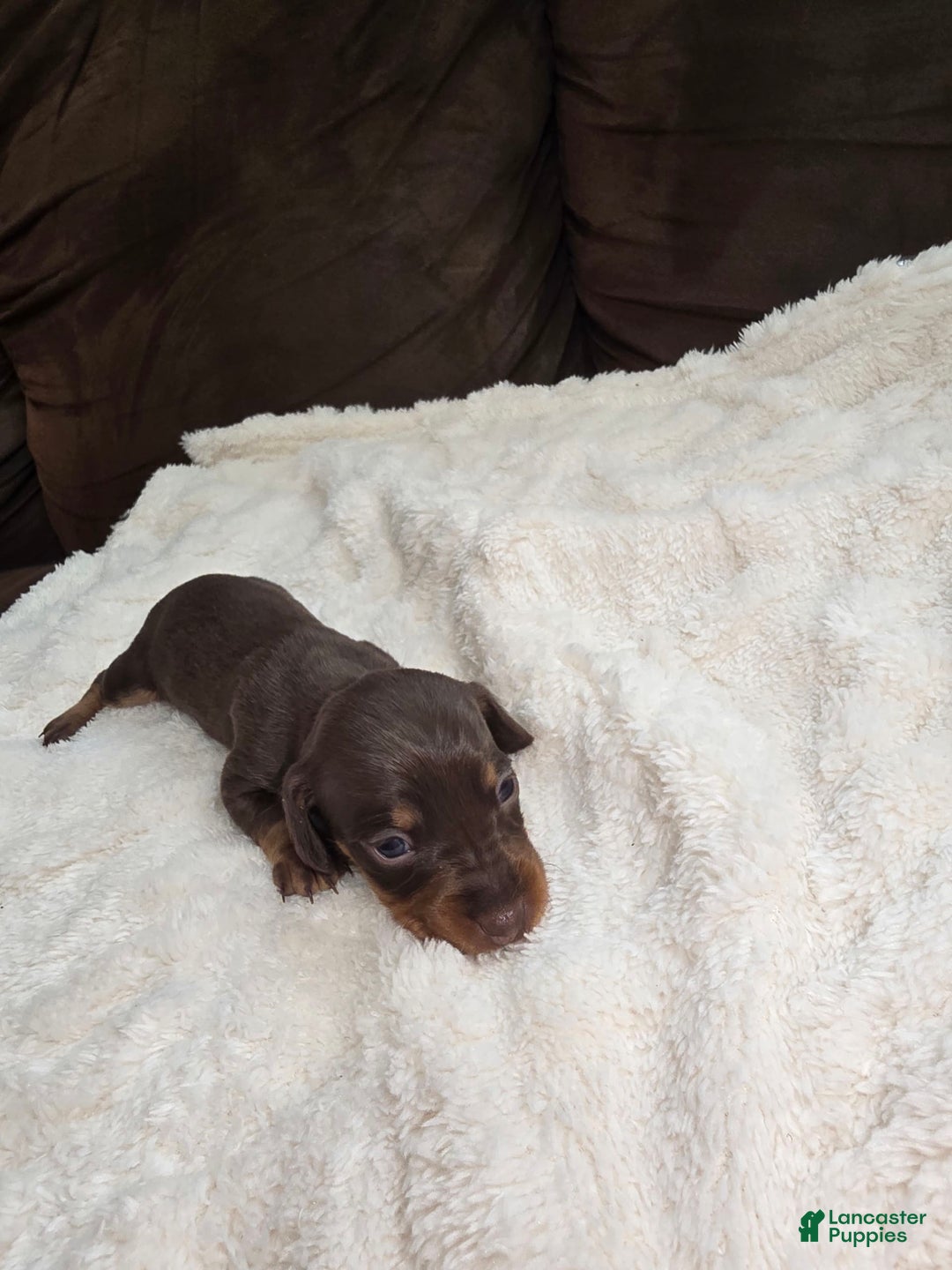 Dachshund dogs for sale: Daisy - Image 5
