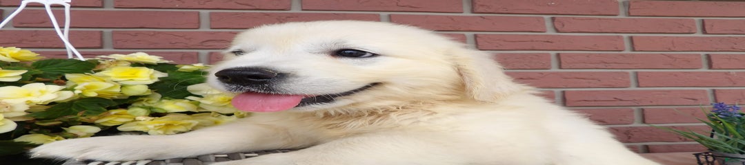 Sady
