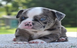 Olde English Bulldogge dogs for sale: Enzo blue eyes mini bulldogge - Image 2
