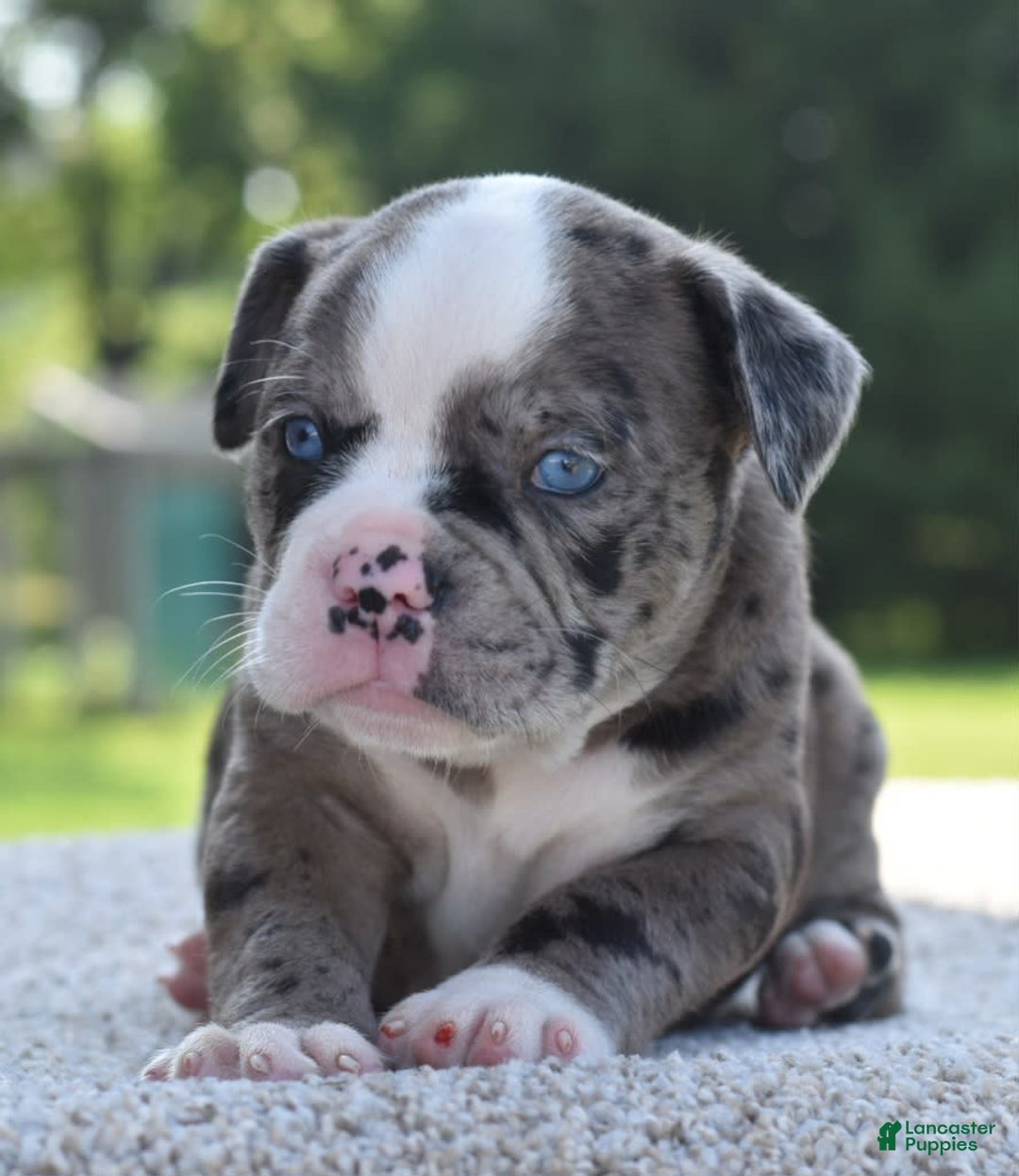 Olde English Bulldogge dogs for sale: Enzo blue eyes mini bulldogge - Image 2
