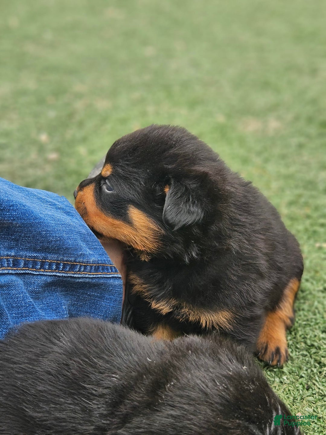 Rottweiler dogs for sale: No Name - Image 4