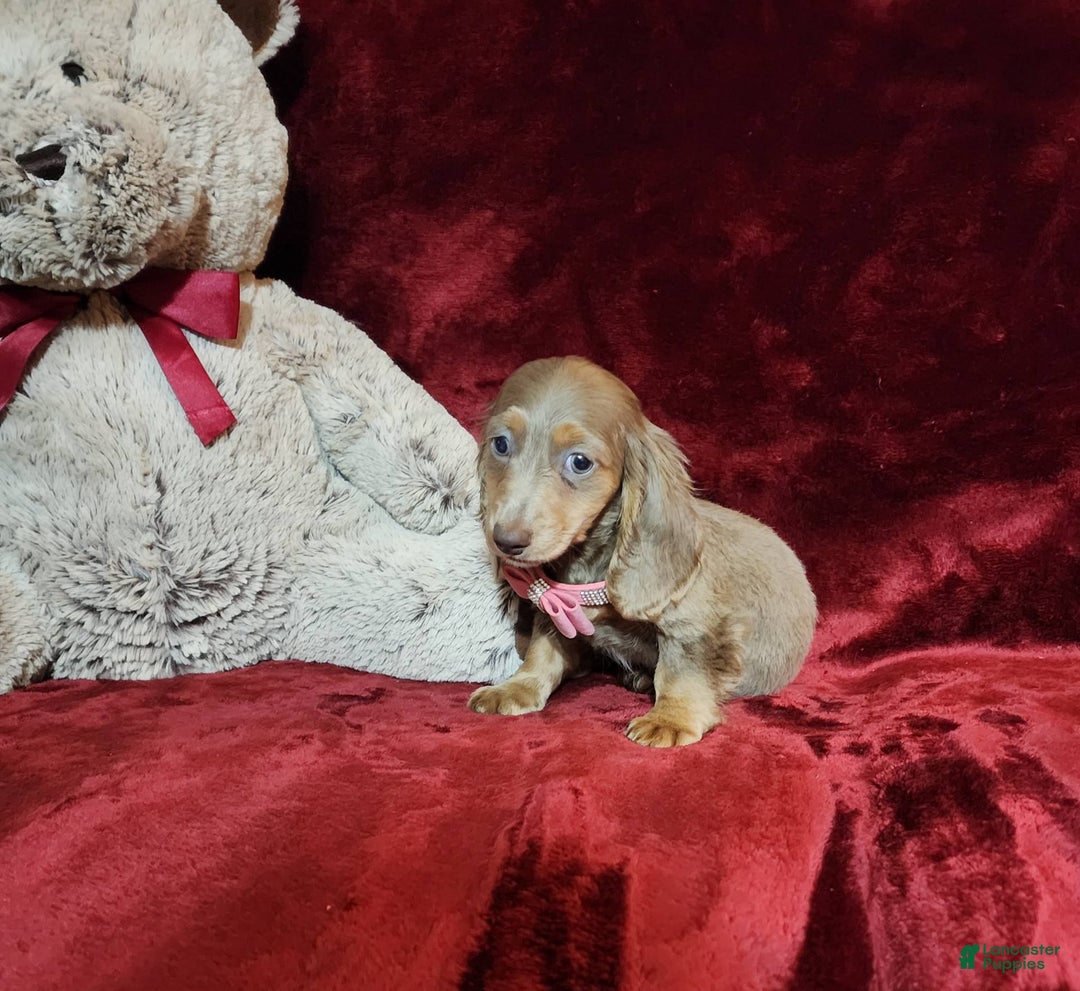 Miniature Dachshund dogs for sale: LATTE - Image 1