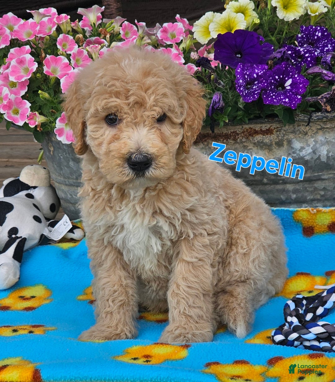 Goldendoodle dogs for sale: Zeppelin - Image 1