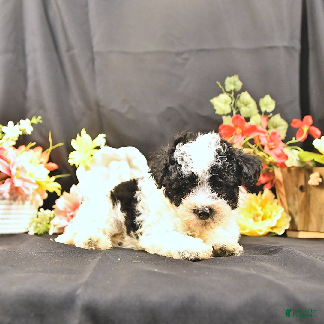 Miniature Poodle dogs for sale: Felix - Image 4