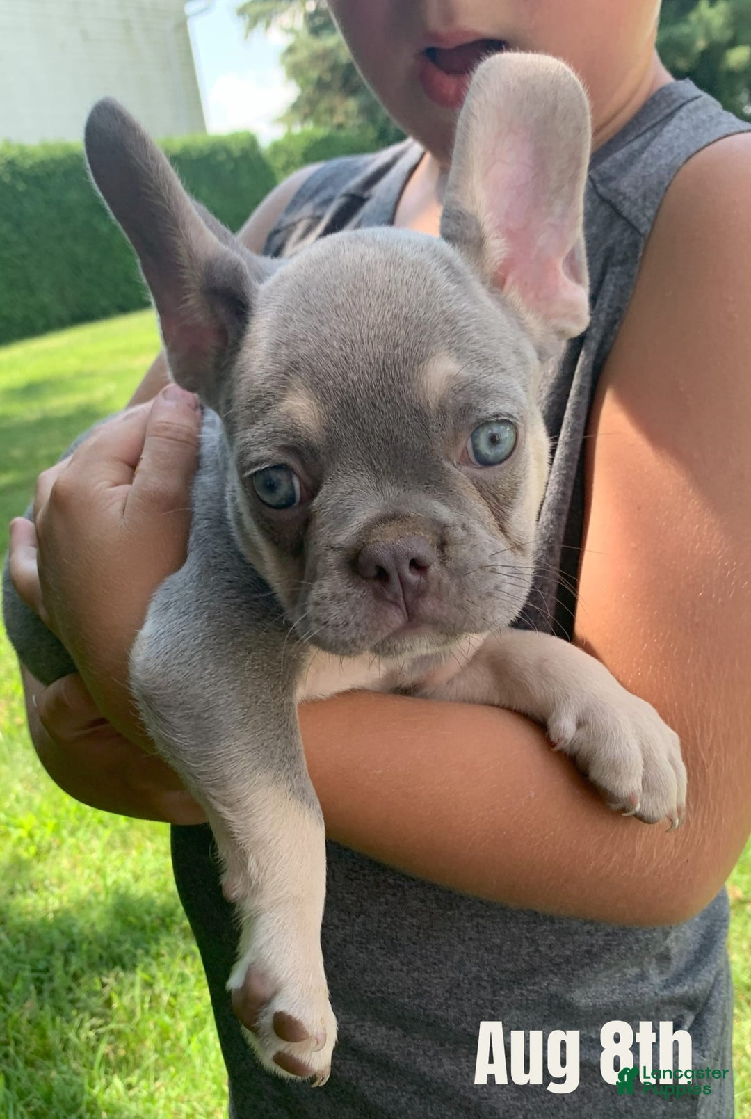 French Bulldog dogs for sale: Pablo - Image 1