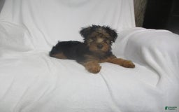 Yorkshire Terrier dogs for sale: Tank - Image 20