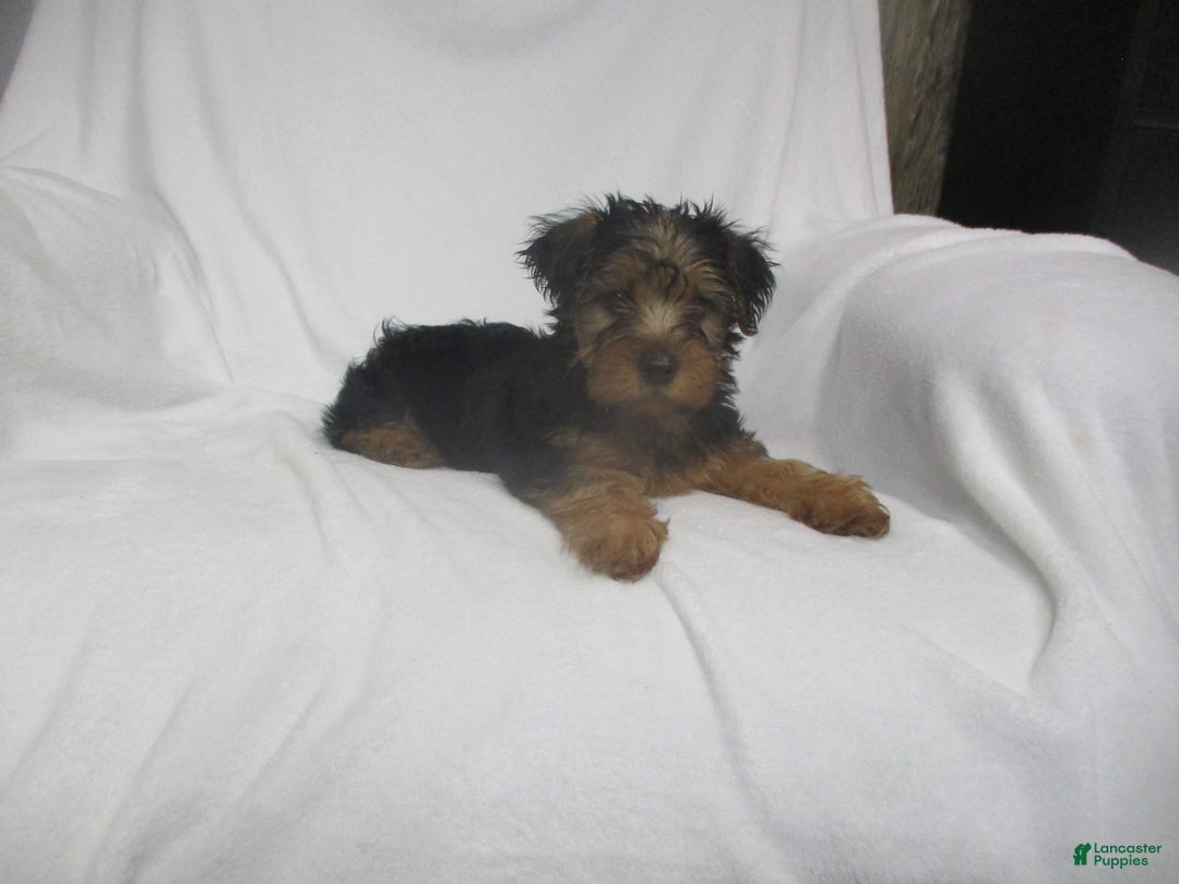 Yorkshire Terrier dogs for sale: Tank - Image 20