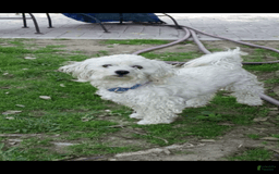 Maltipoo dogs for sale: Adorable Maltipoo - Image 5