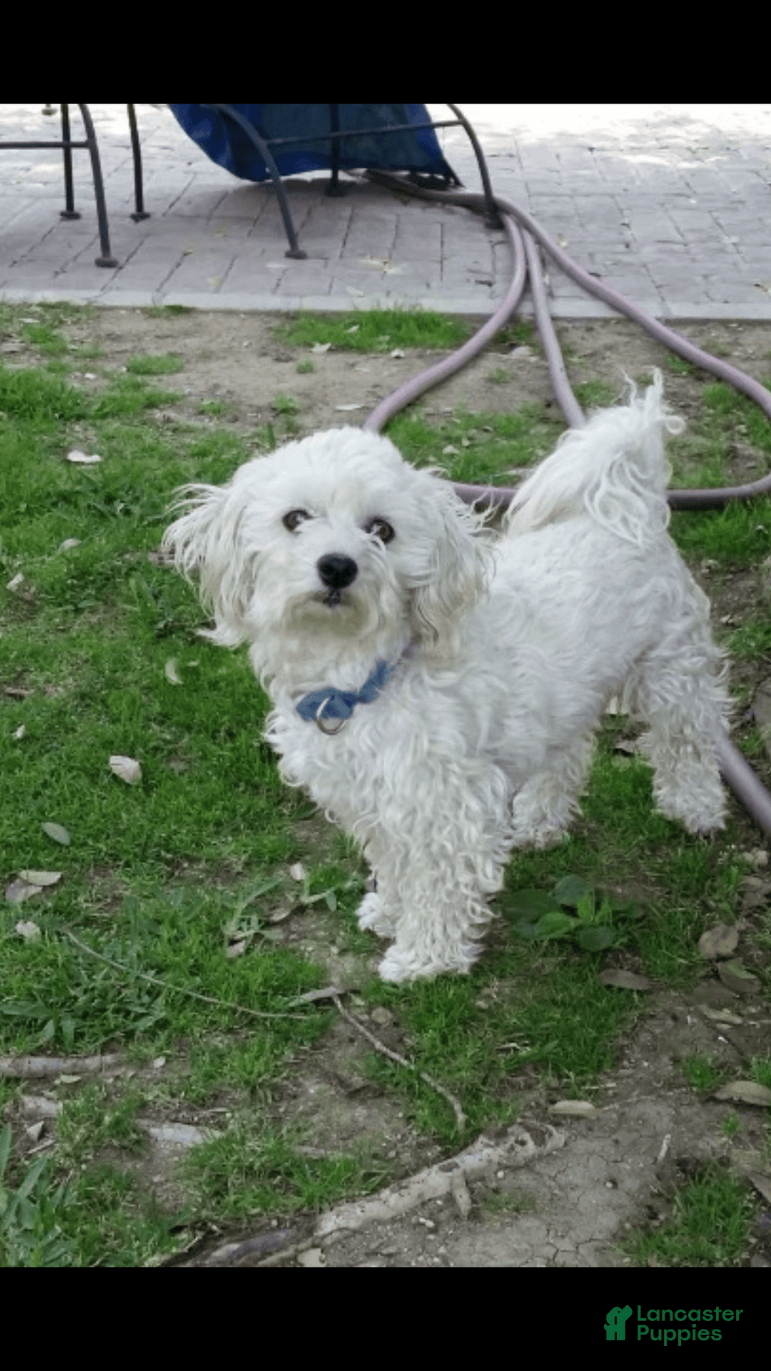Maltipoo dogs for sale: Adorable Maltipoo - Image 5