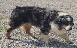 Australian Shepherd dogs for sale: Sophie - Image 10