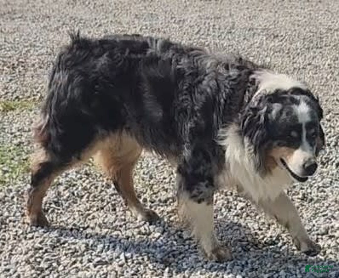 Australian Shepherd dogs for sale: Sophie - Image 10