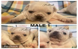 French Bulldog dogs for sale: Flurry - Image 5