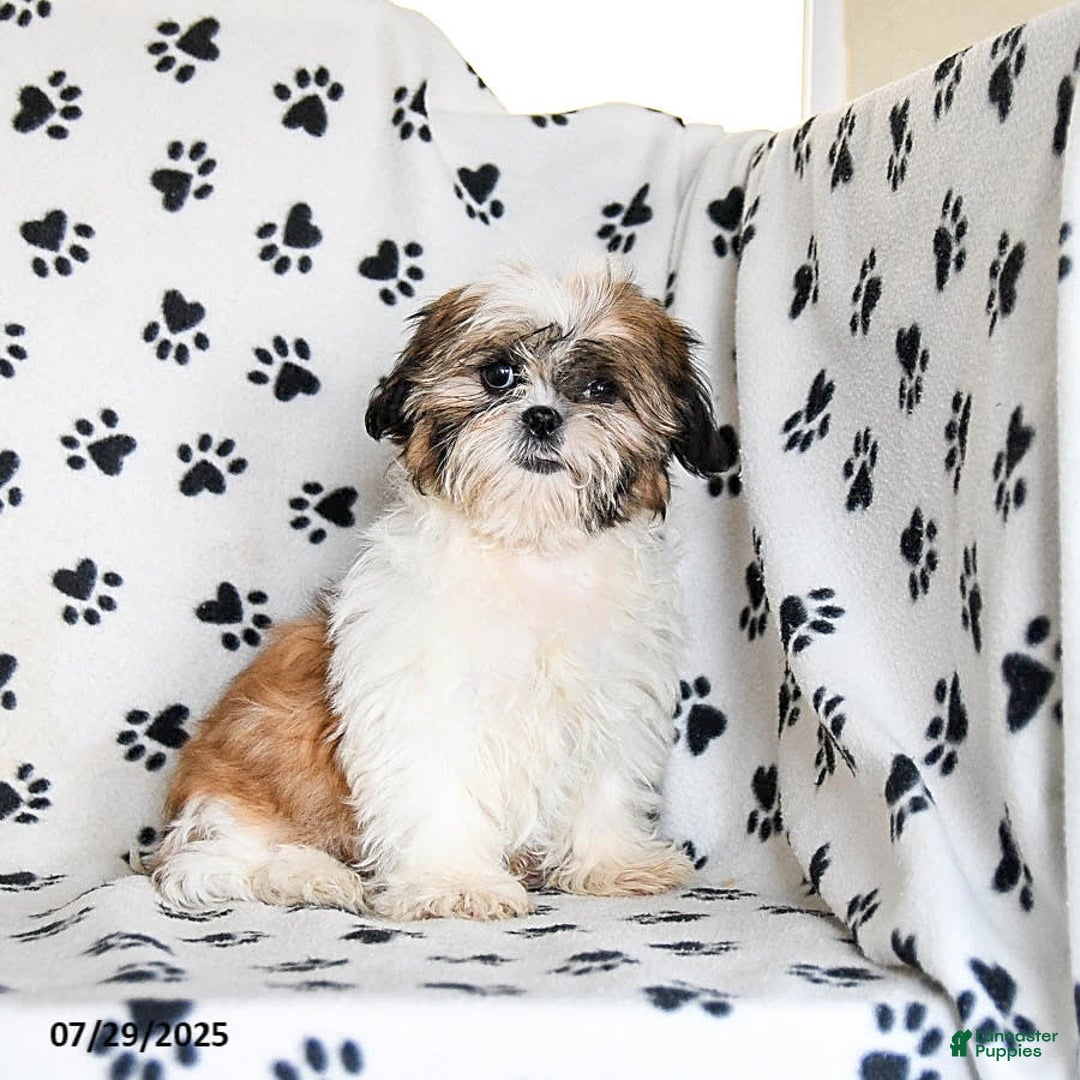 Shih Tzu dogs for sale: Izzy - Image 18