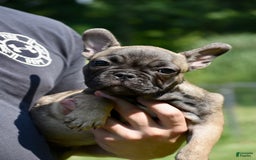 French Bulldog dogs for sale: Rey - Image 2