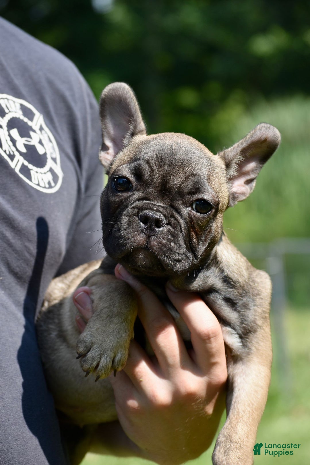 French Bulldog dogs for sale: Rey - Image 2