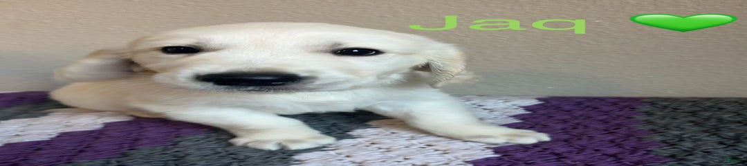Jaq