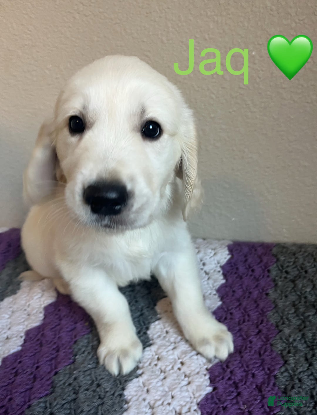 Golden Retriever dogs for sale: Jaq - Image 2