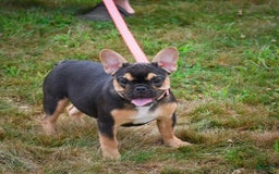 French Bulldog dogs for sale: Princess - Image 7