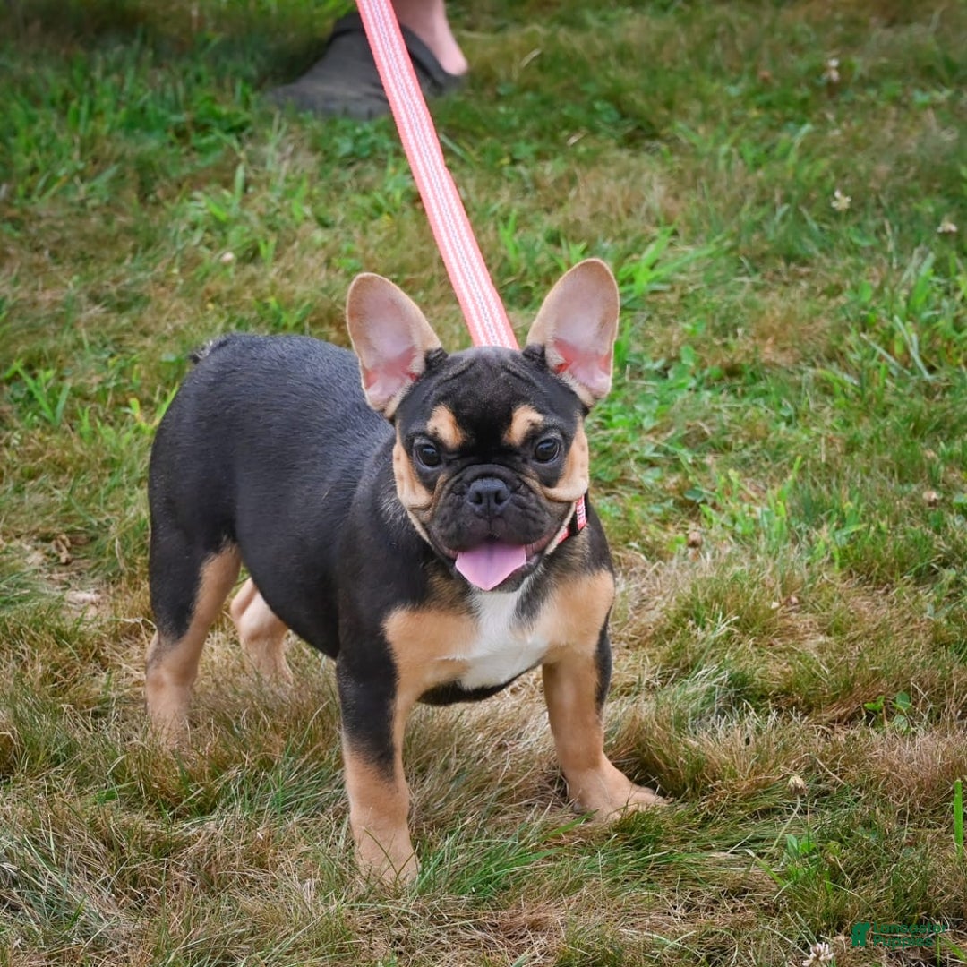 French Bulldog dogs for sale: Princess - Image 7
