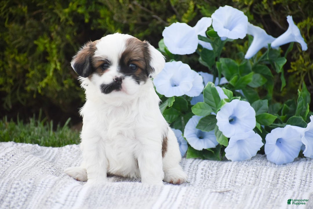 Cavapoo dogs for sale: Megan - Image 11