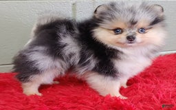 Pomeranian dogs for sale: Oliver - Image 6