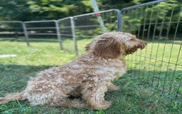 Goldendoodle dogs for sale: Wyatt - Image 6