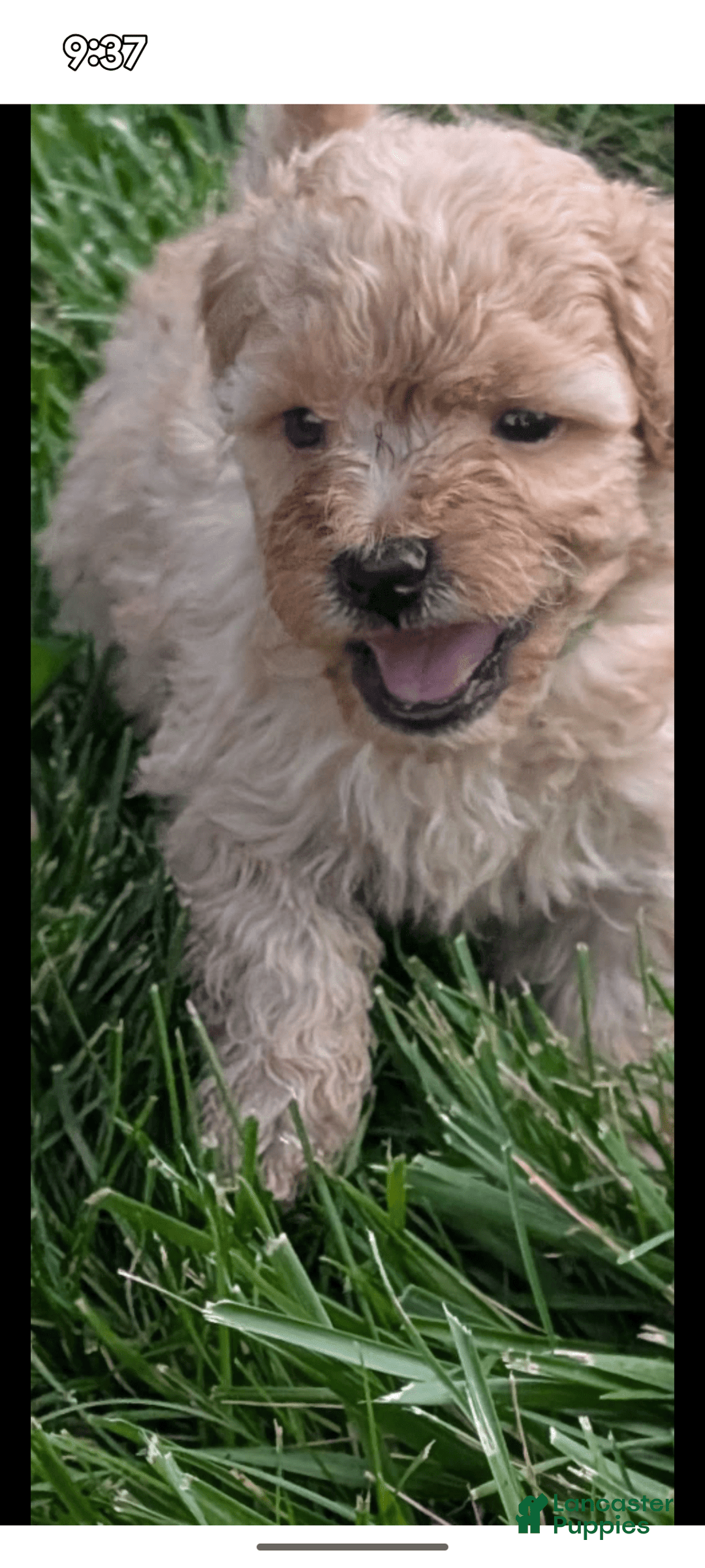 Bichpoo dogs for sale: Ellie - Image 2