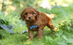 Cavapoo dogs for sale: Jude - Image 13