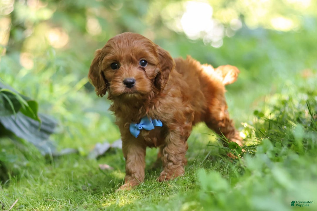 Cavapoo dogs for sale: Jude - Image 13