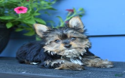 Yorkshire Terrier dogs for sale: Darcy - Image 1
