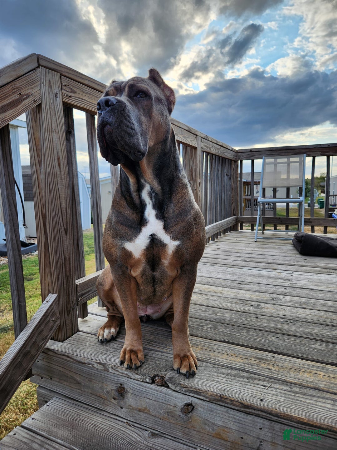 Cane Corso dogs for sale: Daisy - Image 5
