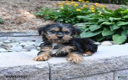 Yorkshire Terrier dogs for sale: Yorkshire Terrier 4 puppies - Image 9