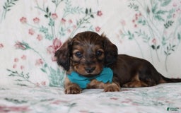 Miniature Dachshund dogs for sale: Victor - Image 2