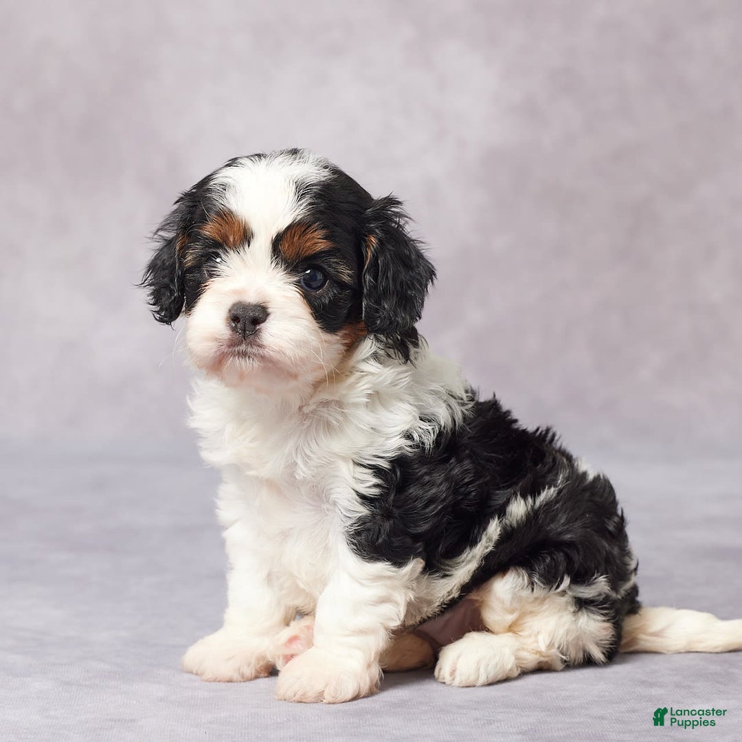 Cavapoo dogs for sale: Ella - Image 1