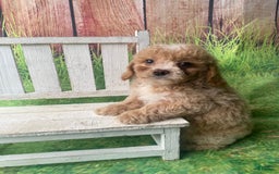 Mini Goldendoodle dogs for sale: Lani - Image 5