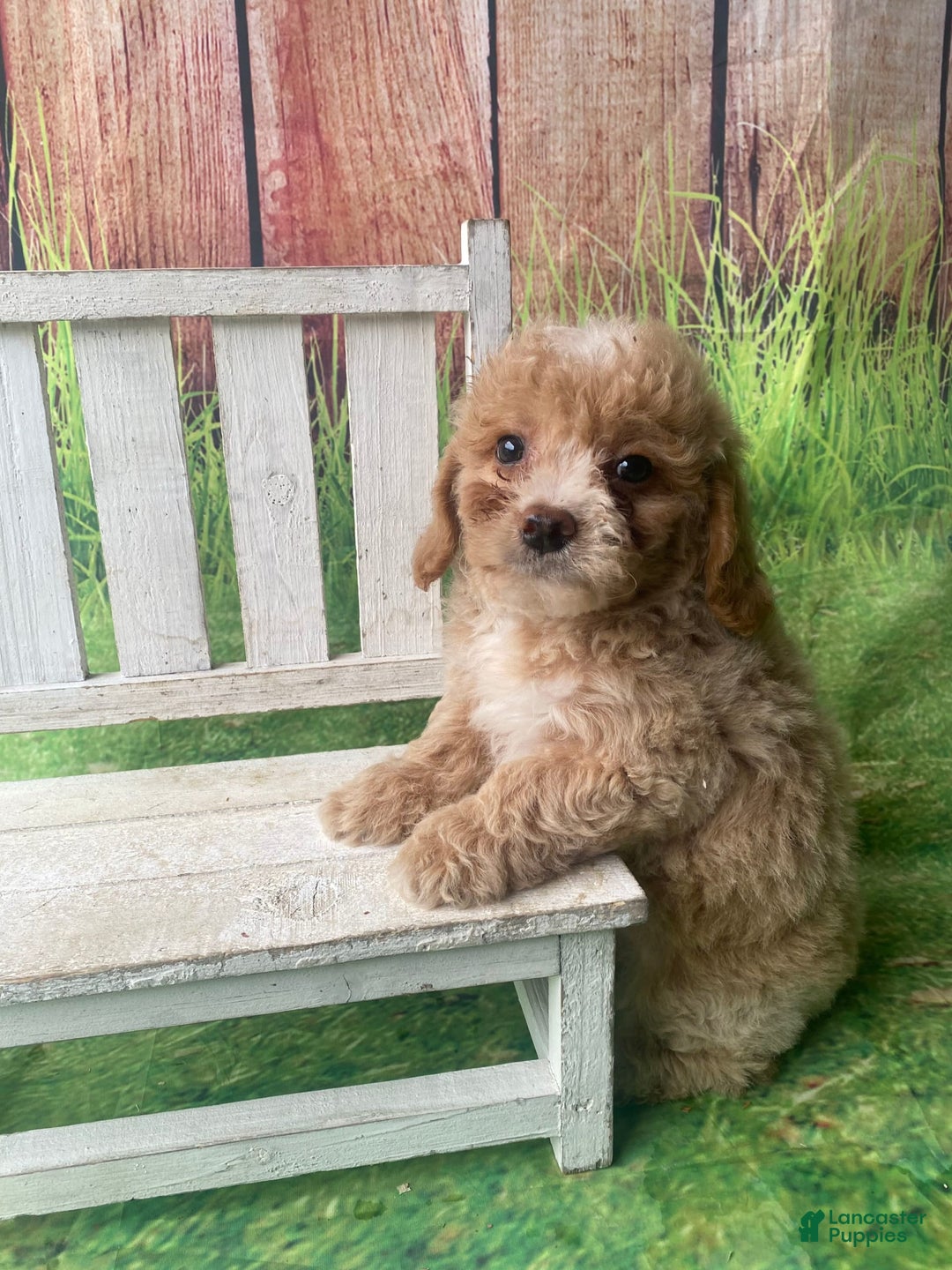 Mini Goldendoodle dogs for sale: Lani - Image 5
