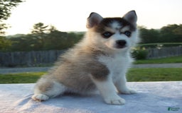 Pomsky dogs for sale: Trisha - Image 2