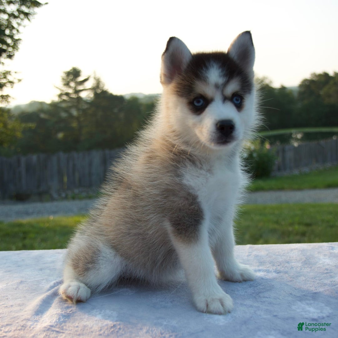 Pomsky dogs for sale: Trisha - Image 2