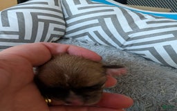 Chihuahua dogs for sale: Ximena - Image 2