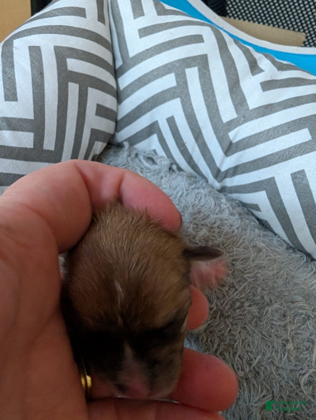 Chihuahua dogs for sale: Ximena - Image 2