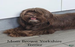Yorkshire Terrier dogs for sale: Elliot - Image 4
