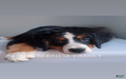 Bernese Mountain Dog dogs for sale: Female Thin Blaze - Image 13