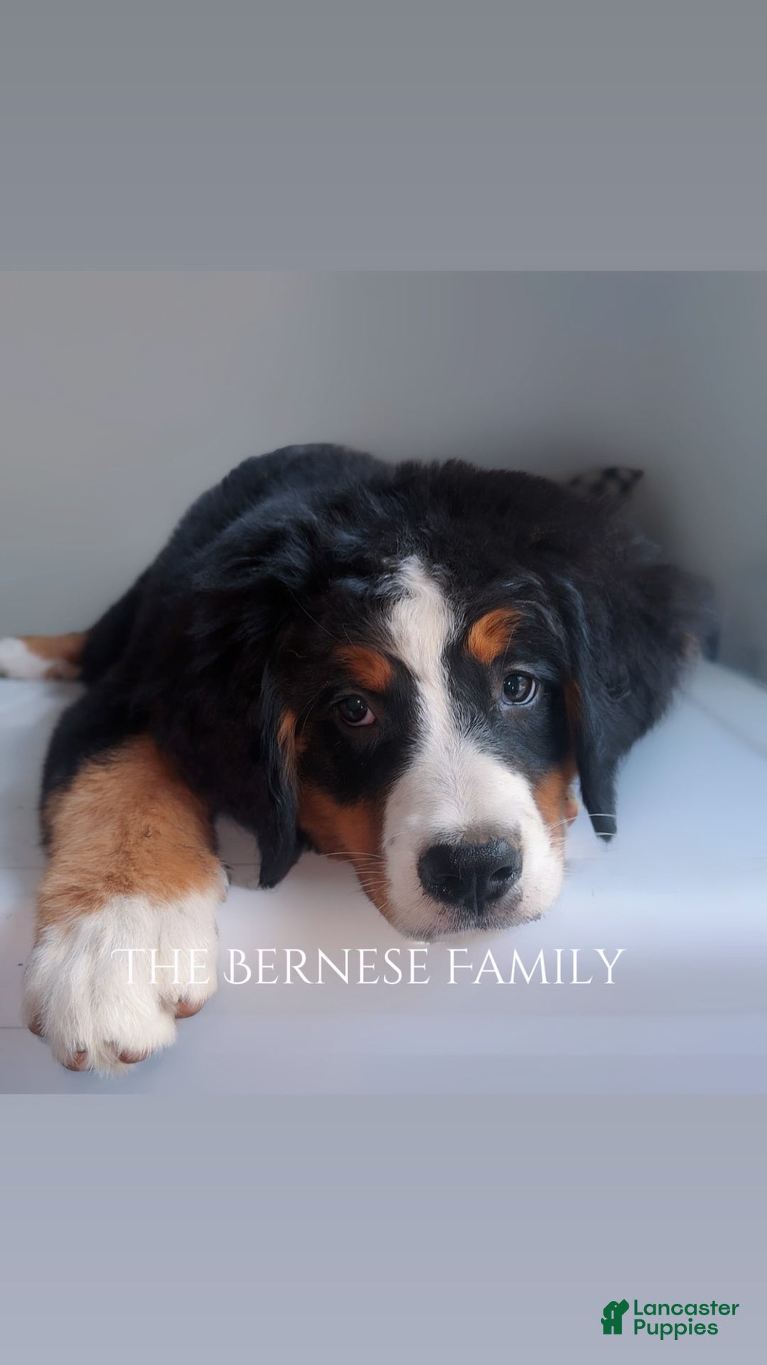 Bernese Mountain Dog dogs for sale: Female Thin Blaze - Image 13